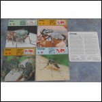 5 st kort (4 olika) Editions Rencontre; flugor, myggor